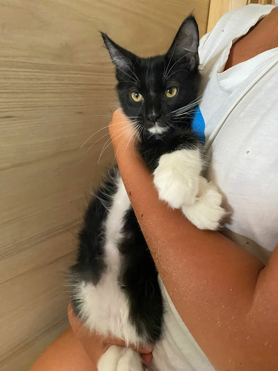 Maine Coon - Image 1