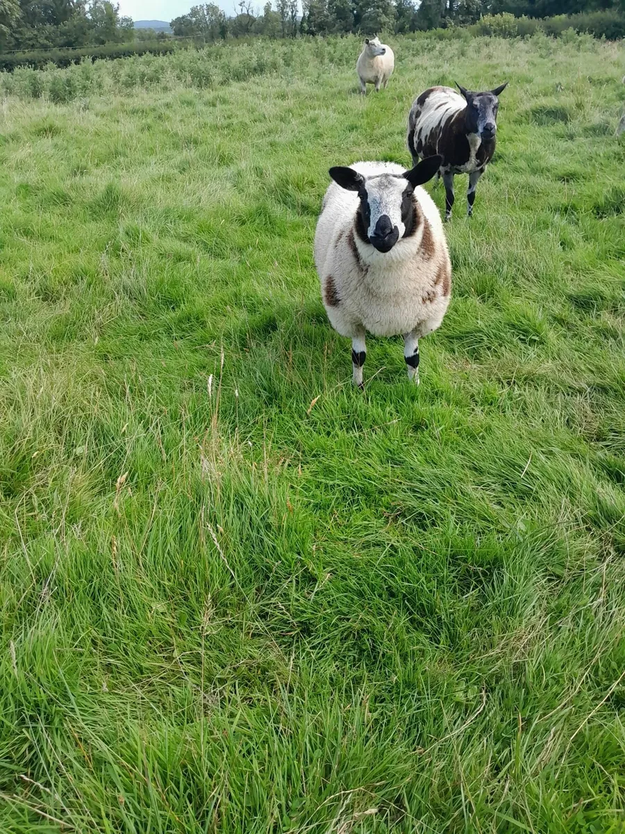 Dutch spotted ewe lambs - Image 2
