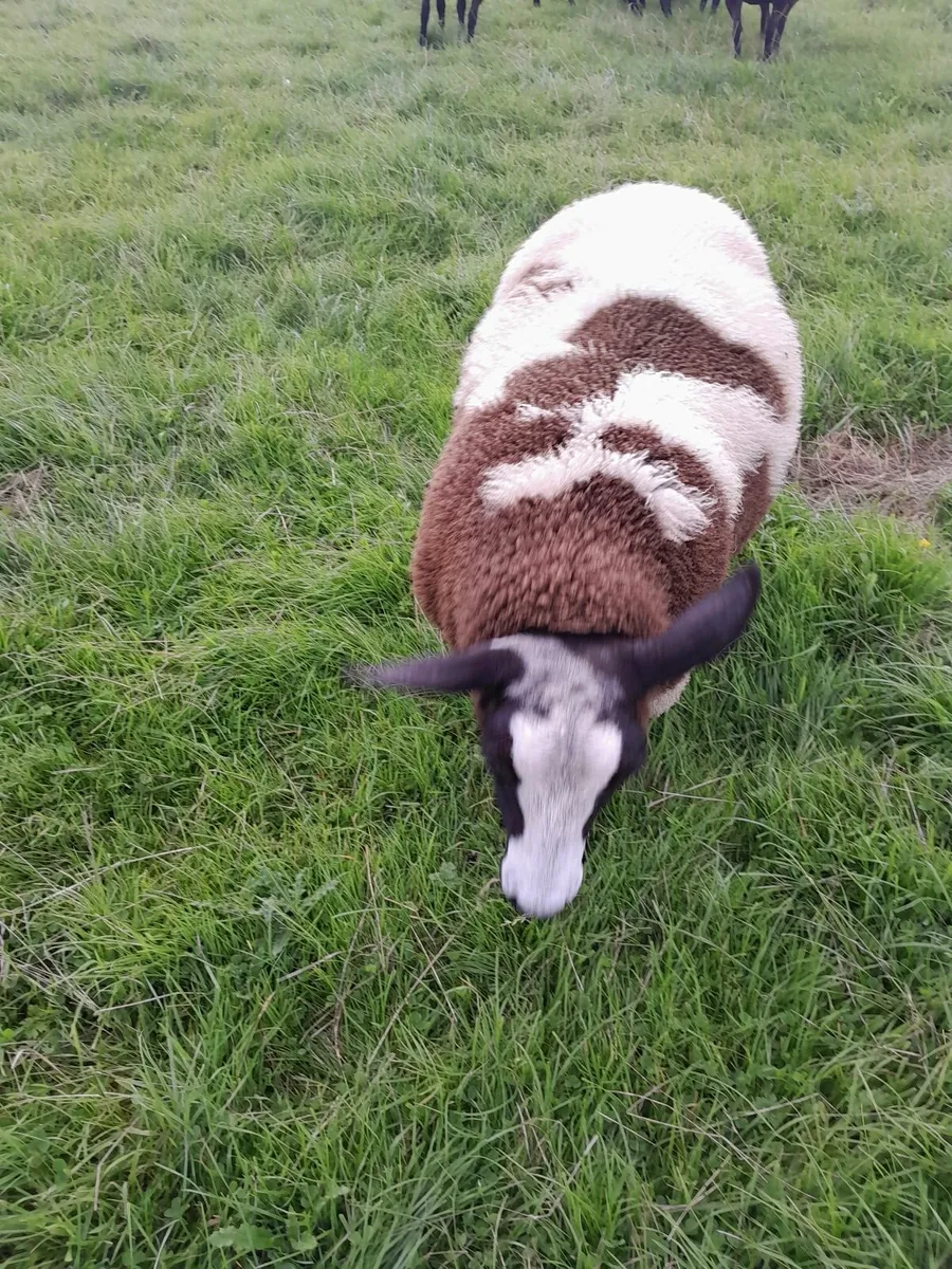 Dutch spotted ewe lambs - Image 1