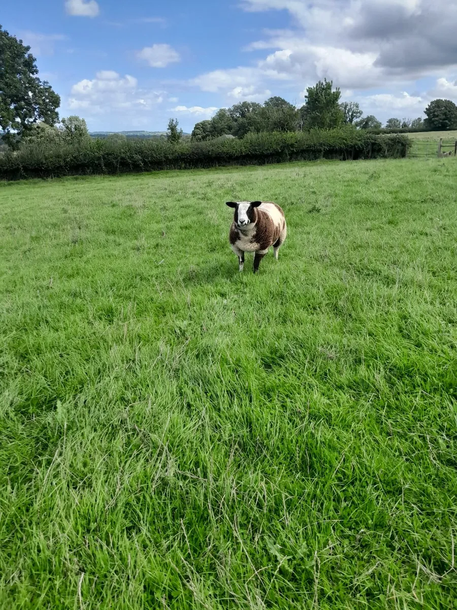 Dutch spotted ewe lambs - Image 3
