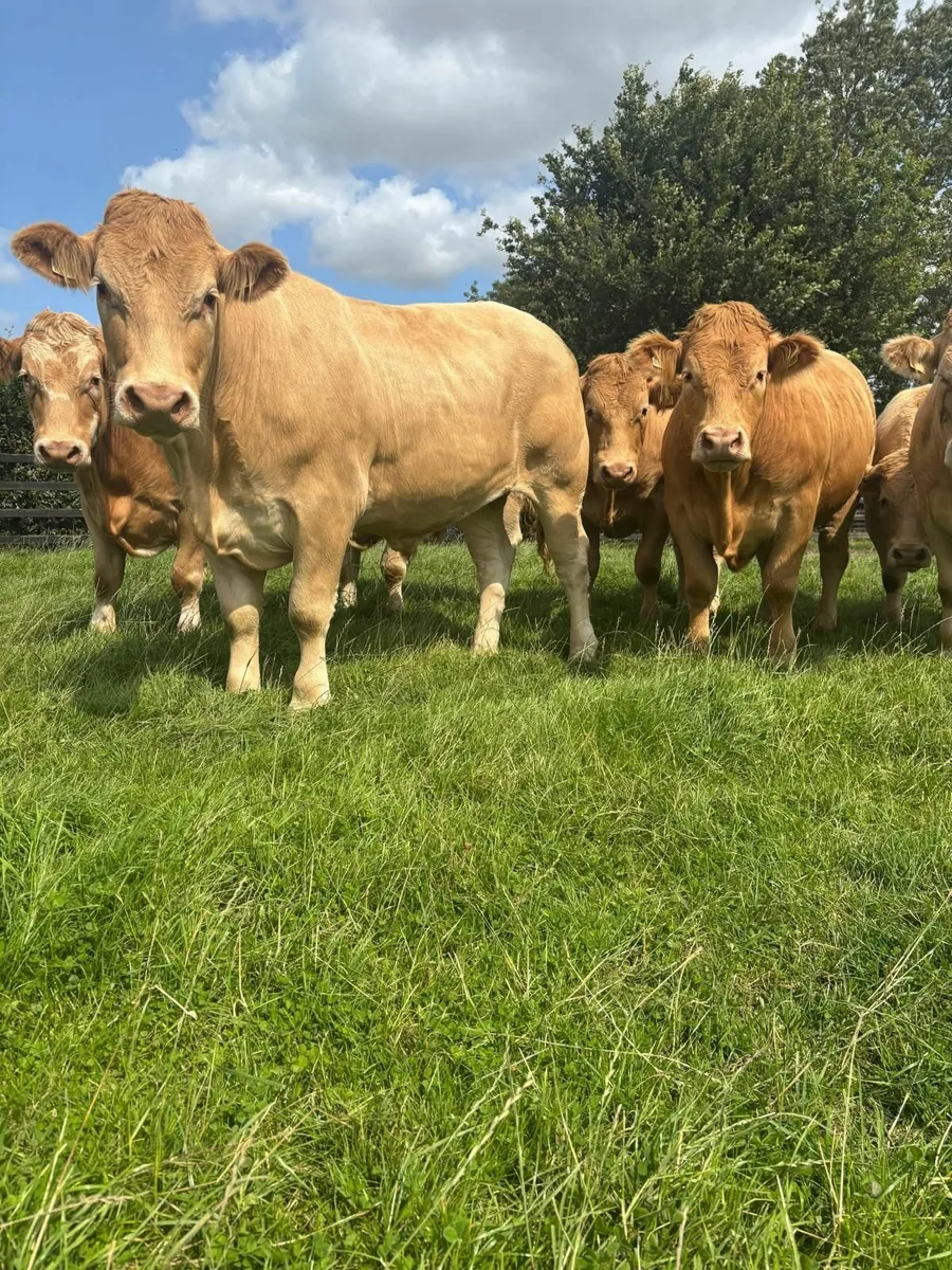 For sale at Ballinakill Mart on Saturday Aug 9th - Image 1