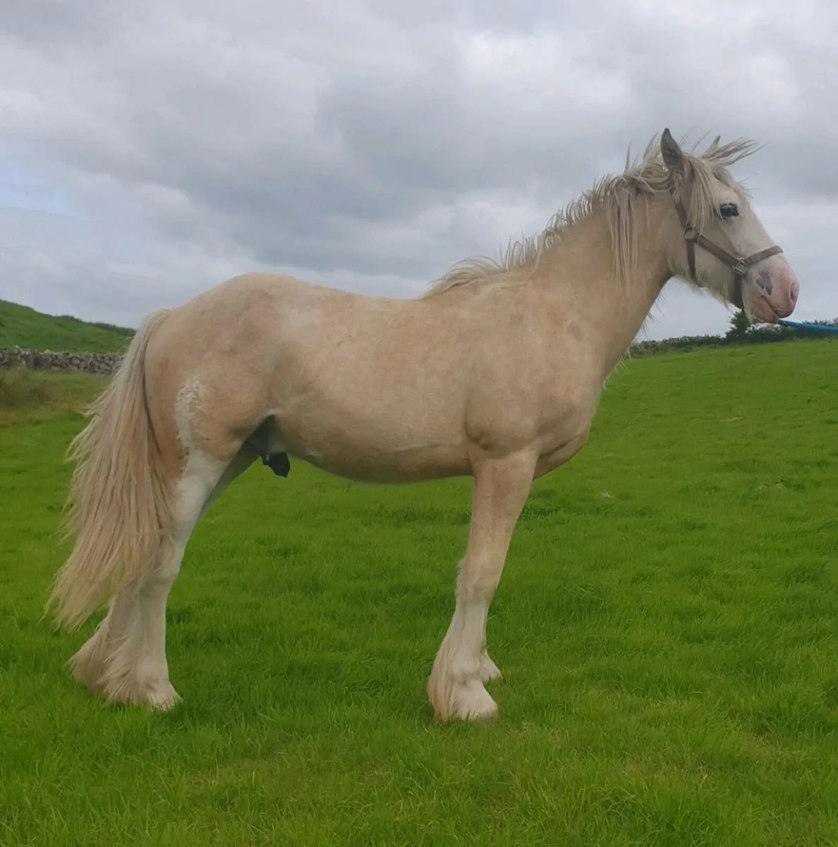 Palamino cob yearling Gelding - Image 2
