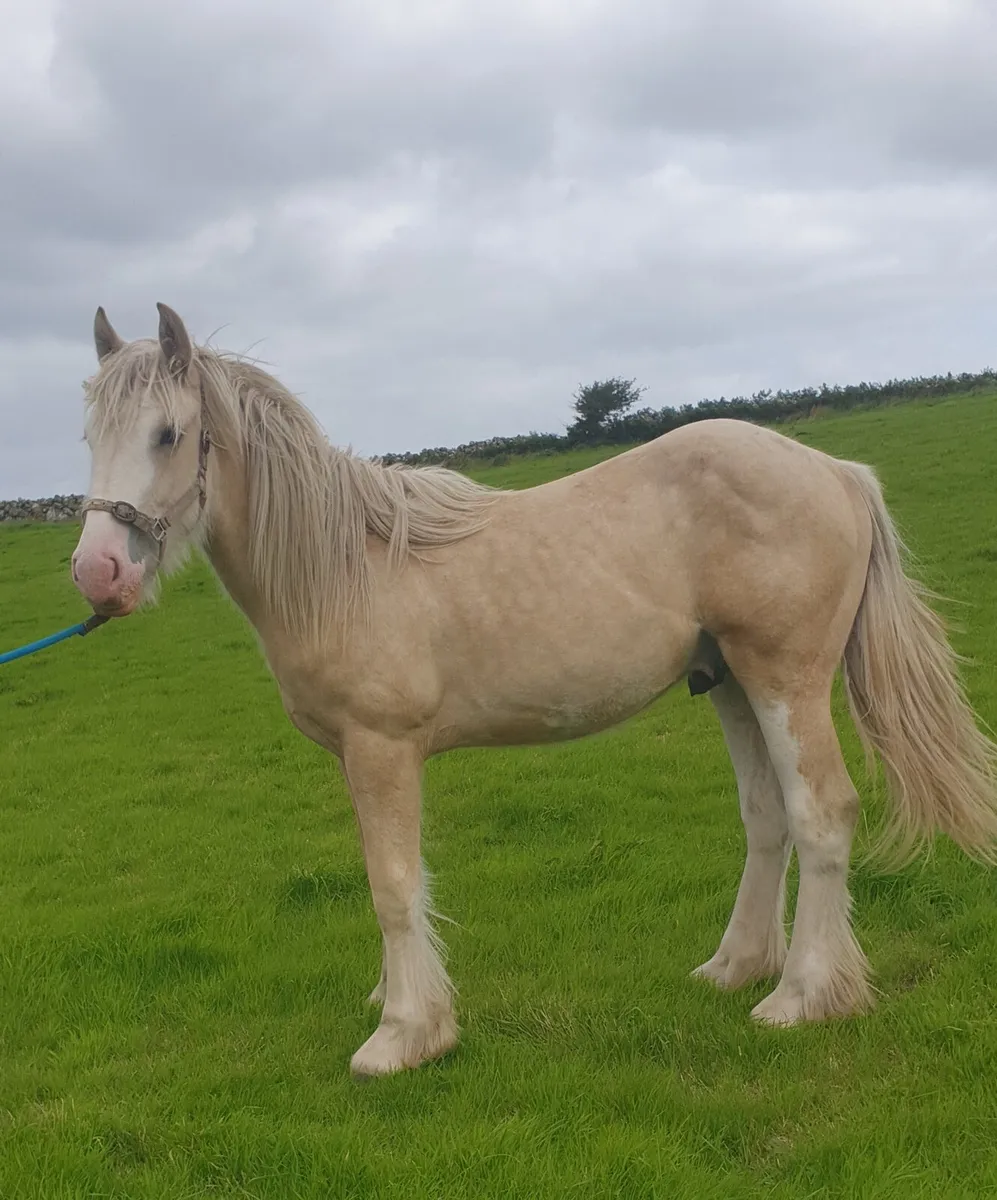 Palamino cob yearling Gelding - Image 3