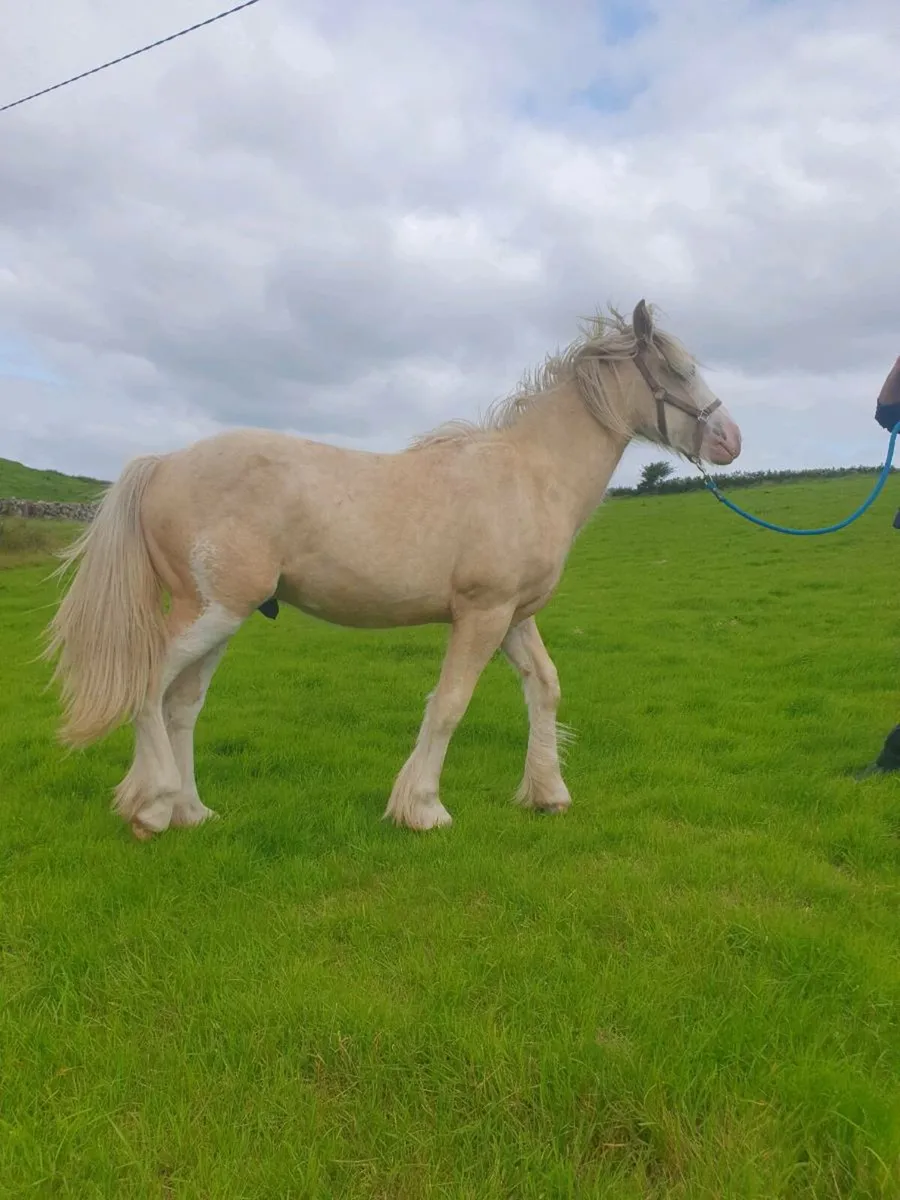 Palamino cob yearling Gelding - Image 4