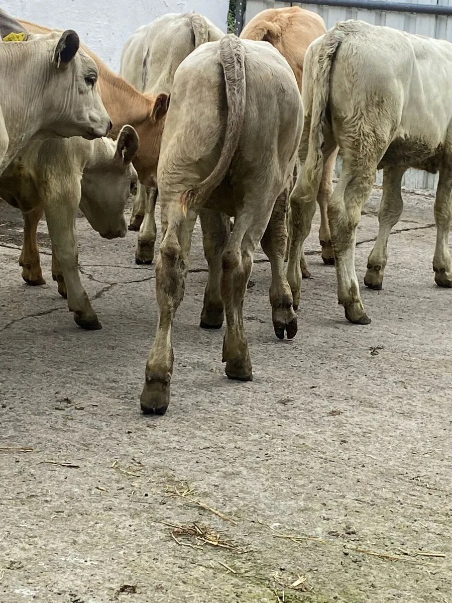 9 TOP QUALITY CH HEIFERS - Image 2