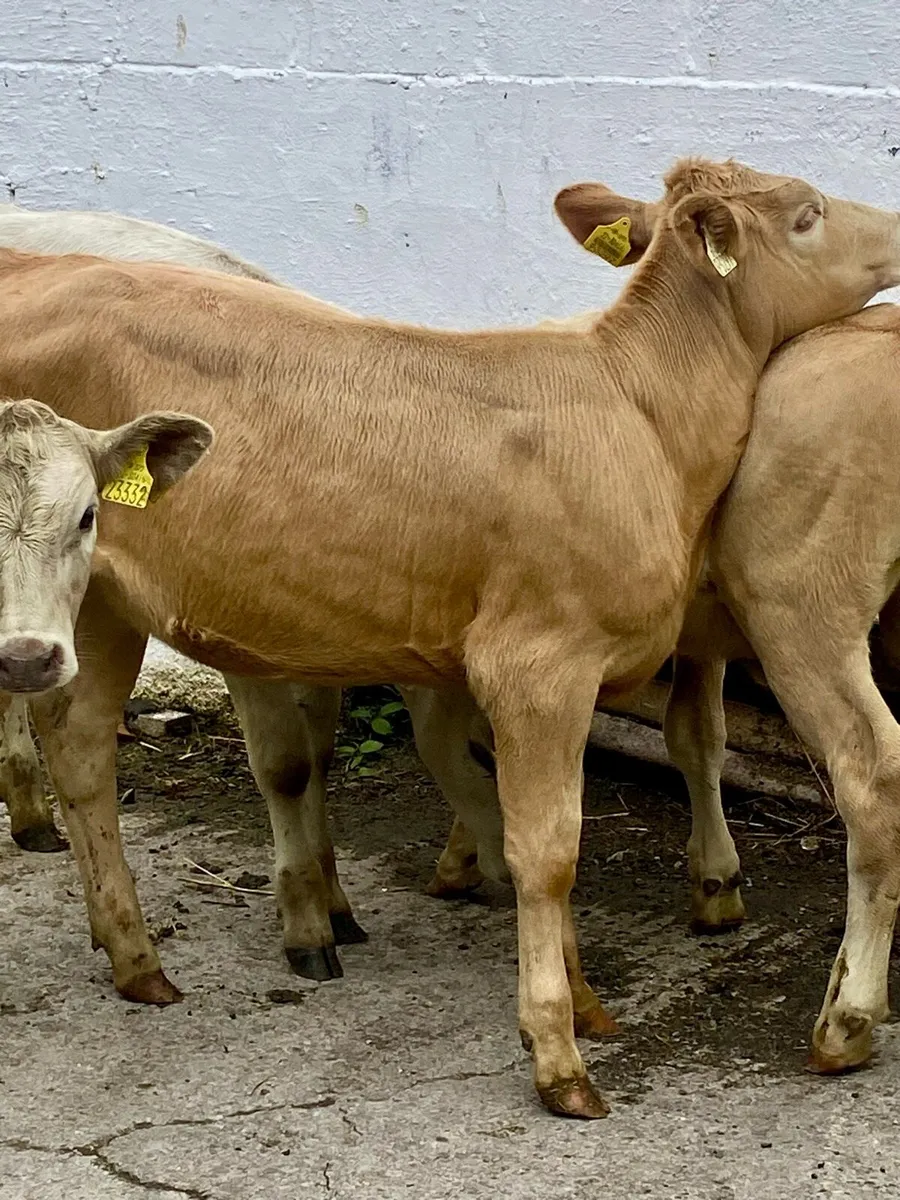 9 TOP QUALITY CH HEIFERS - Image 3