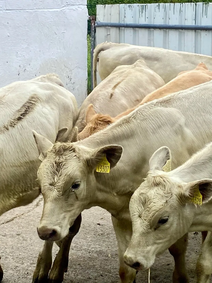 9 TOP QUALITY CH HEIFERS - Image 4