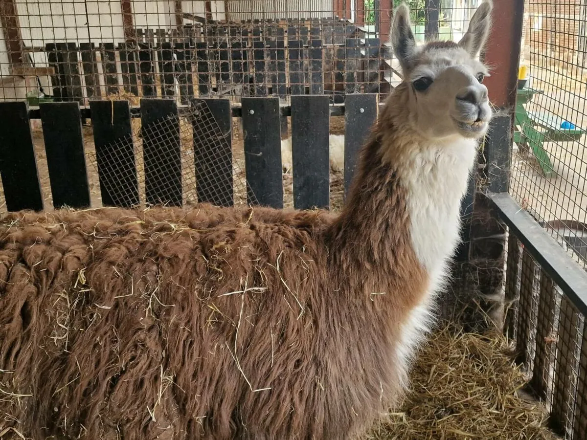 Lama - Image 2