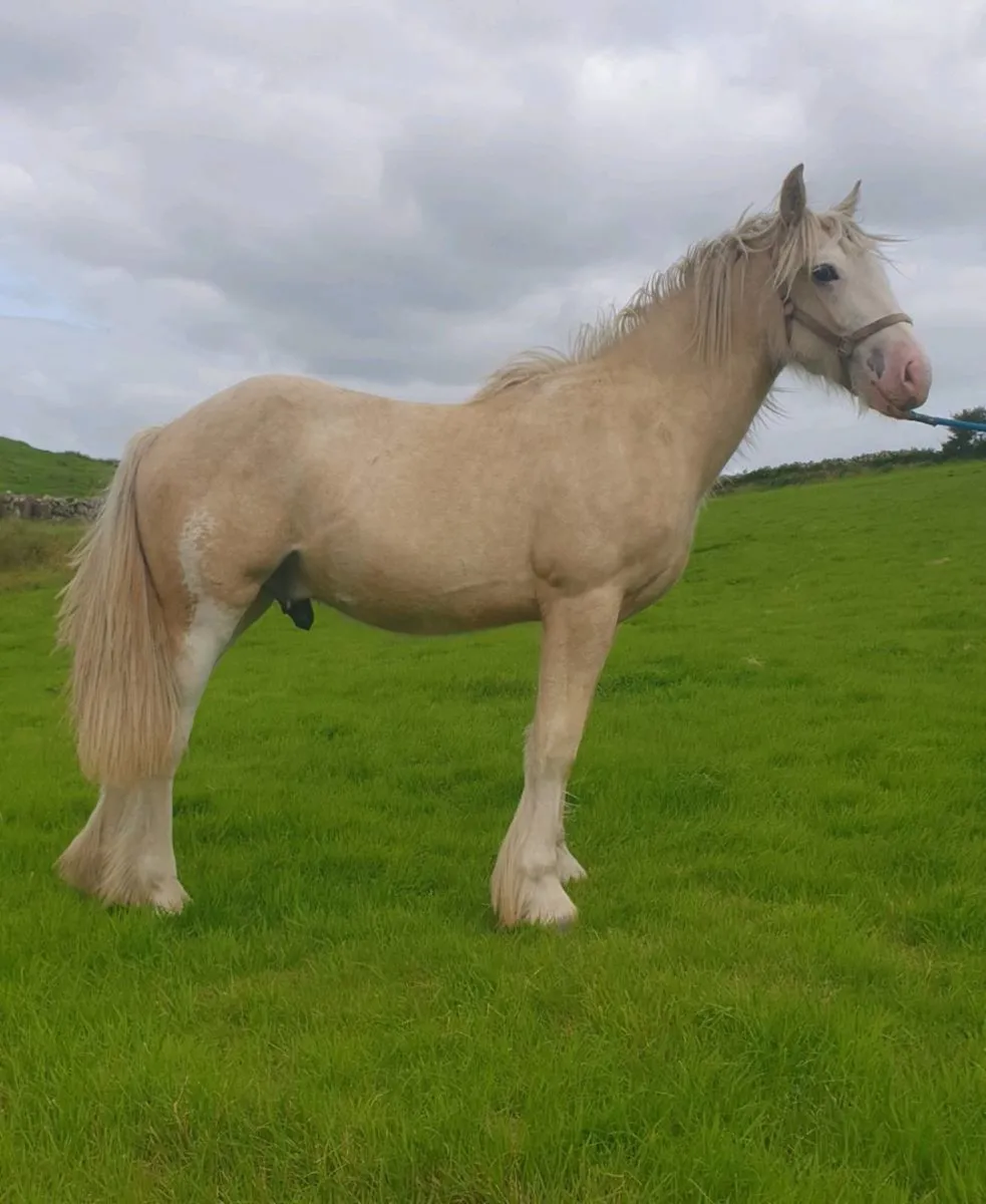 Palamino cob yearling Gelding - Image 1