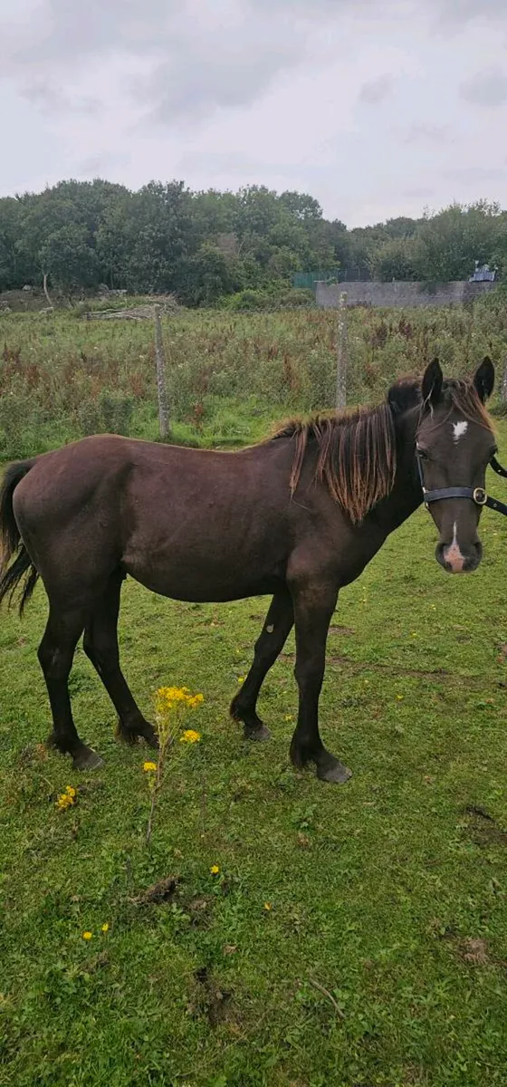 Yearling colt - Image 1