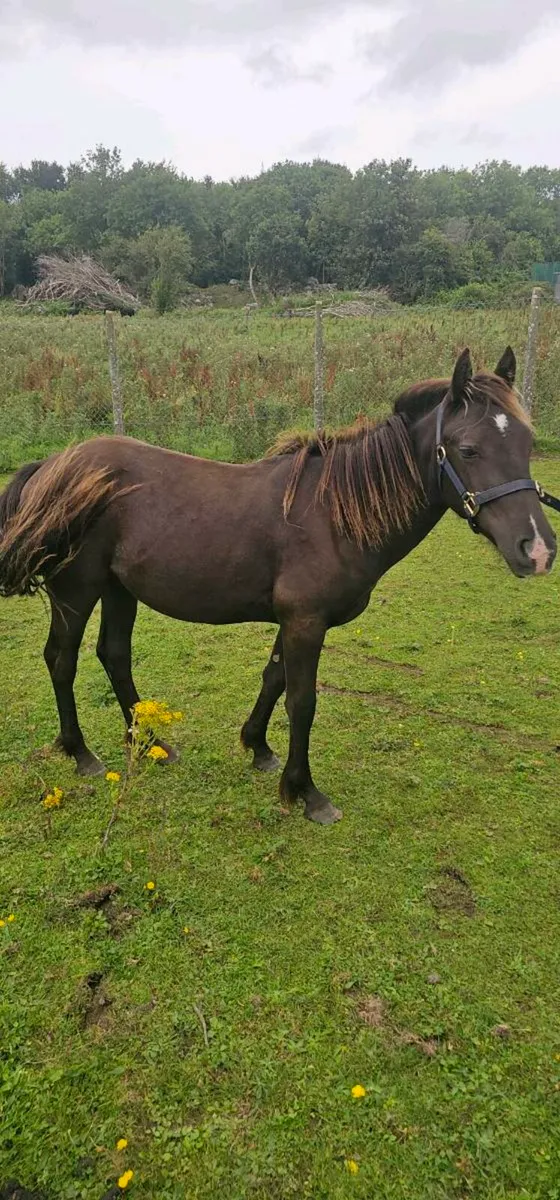 Yearling colt - Image 3