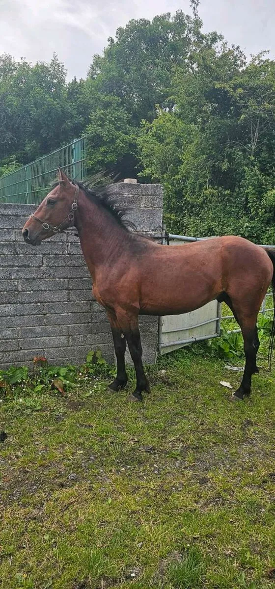Yearling colt - Image 4