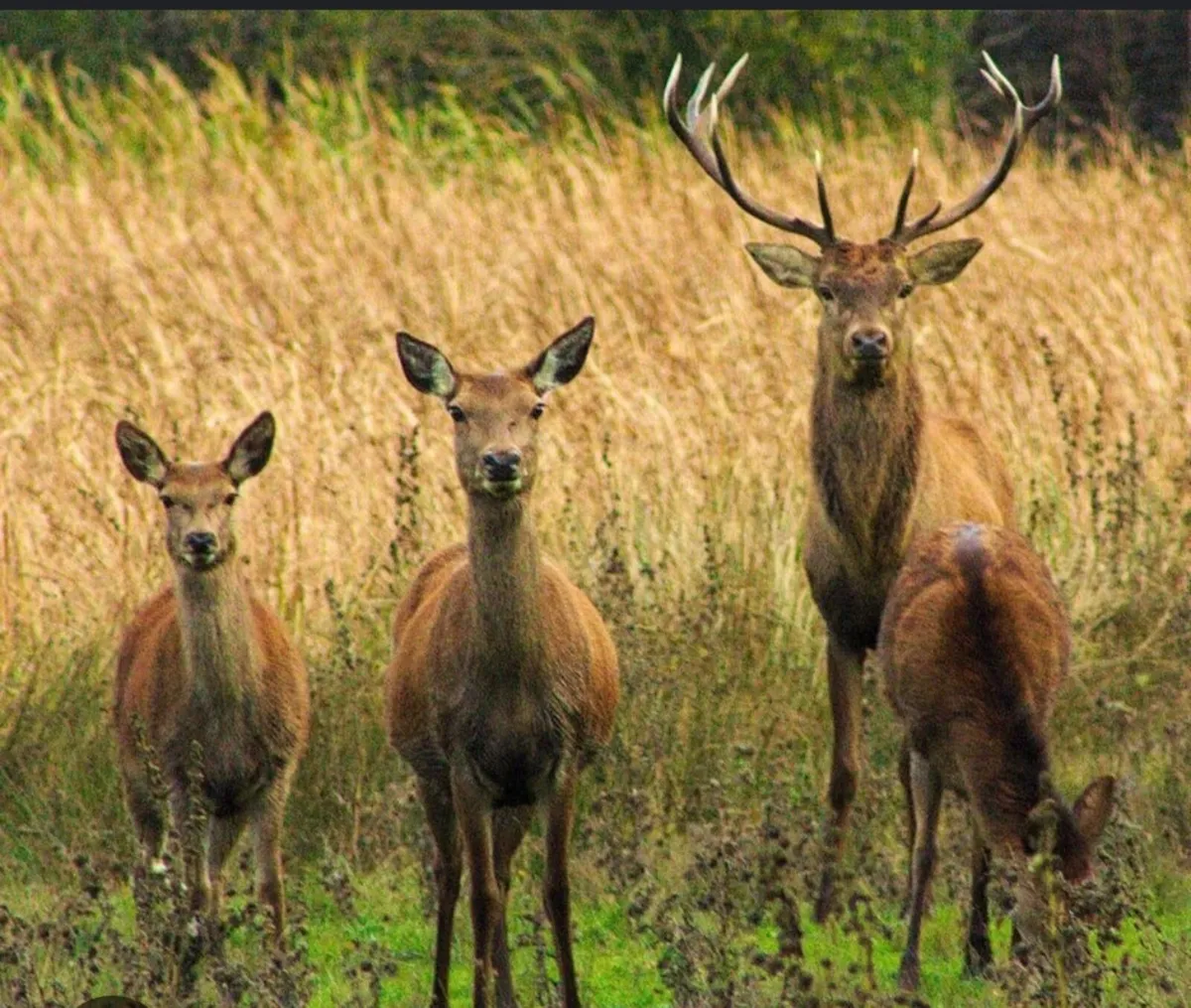 Deer management