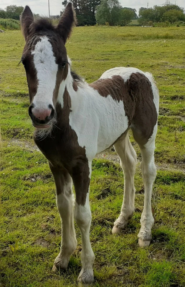Heavy Black and White Stallion - Image 2