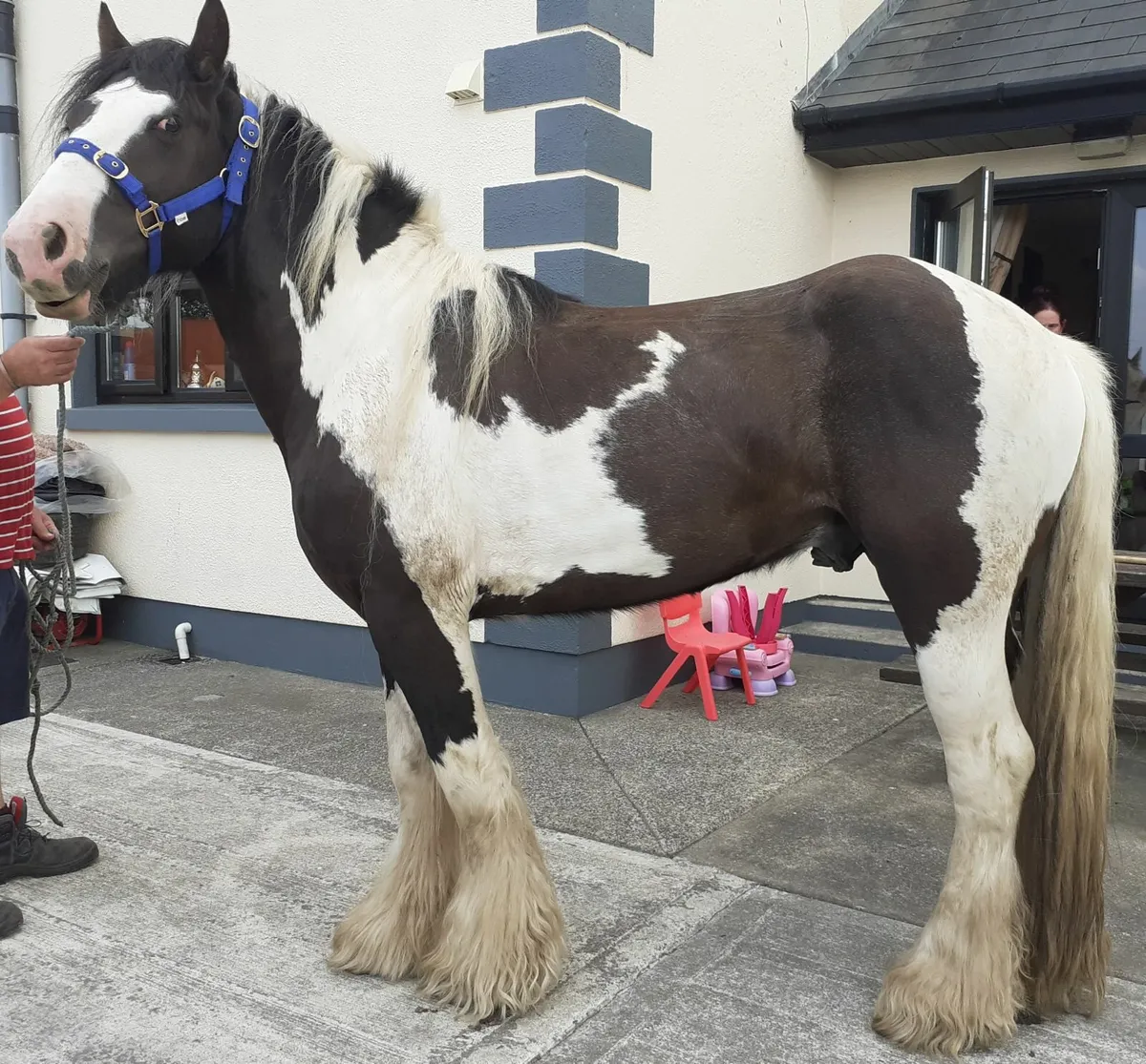 Heavy Black and White Stallion - Image 1