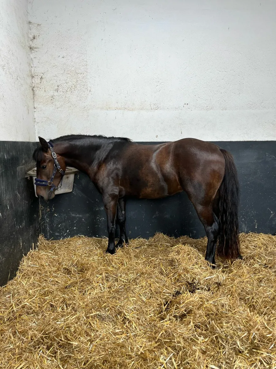 14.1hh 3yr Old Connemara - Image 3
