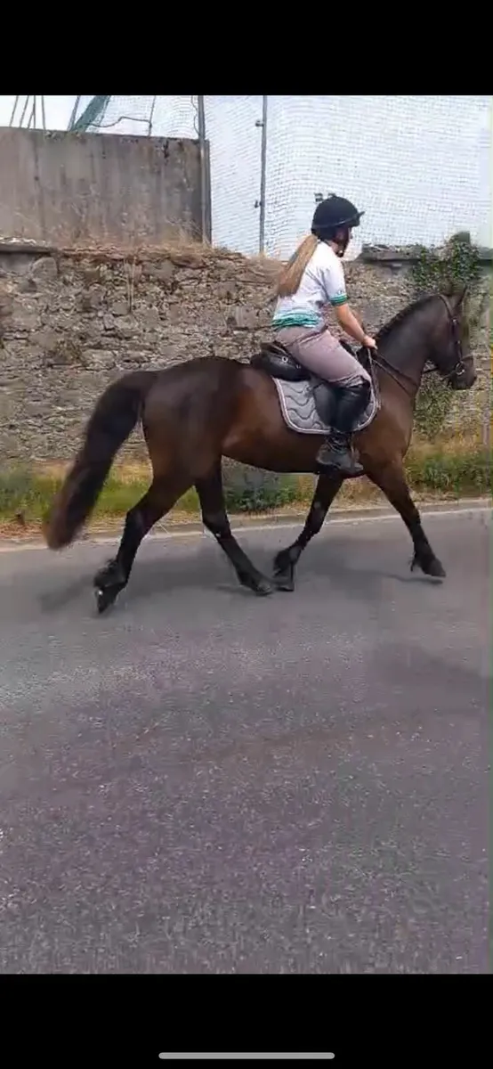 14.1hh 3yr Old Connemara - Image 4