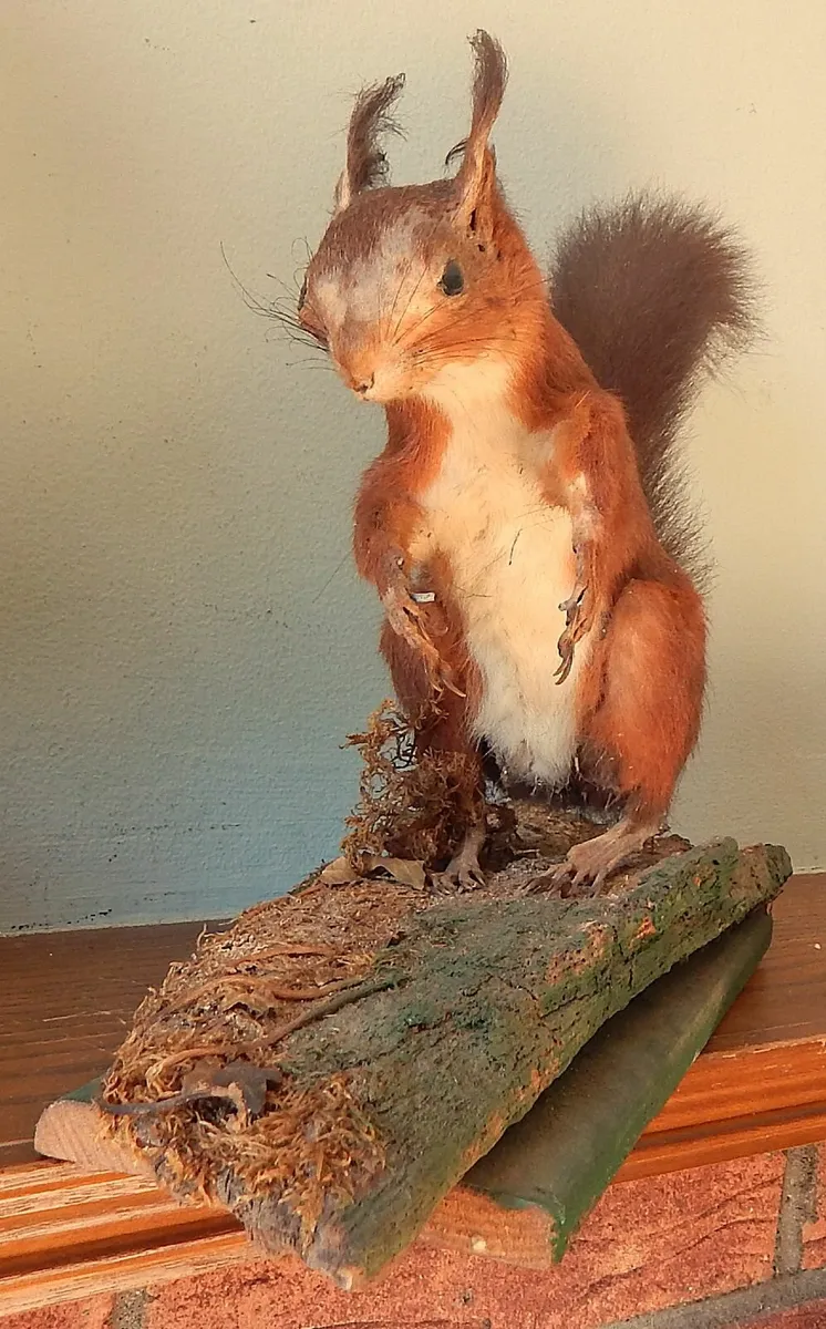 Vintage Taxidermy of Red Squirrel on Wood Stand - Image 2