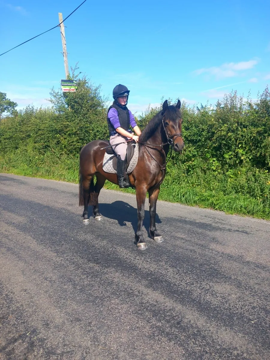 14.1hh 3yr Old Connemara - Image 1