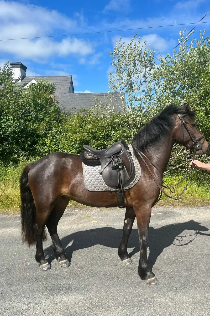 14.1hh 3yr Old Connemara - Image 2
