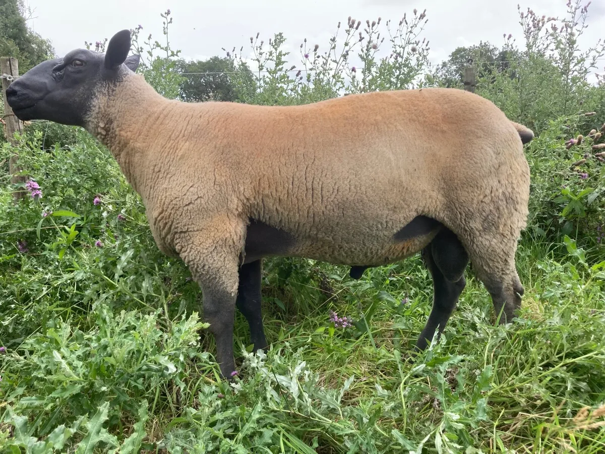 Super Bleu du Maine ram