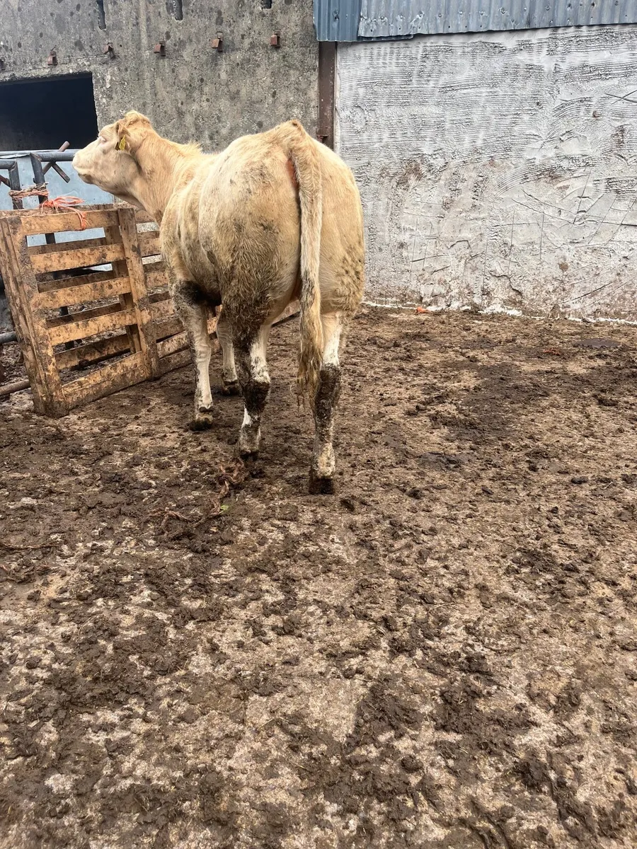 Store heifers - Image 1