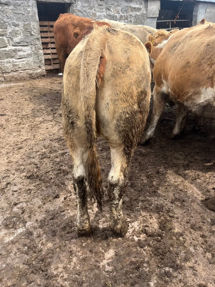 Store heifers - Image 2