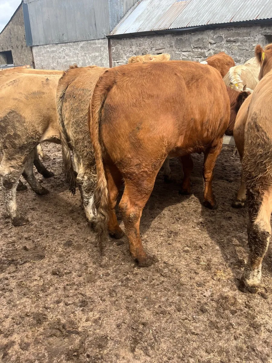 Store heifers - Image 3
