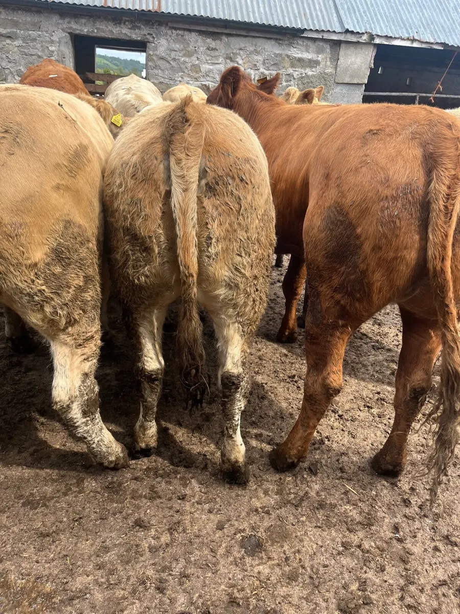 Store heifers - Image 4