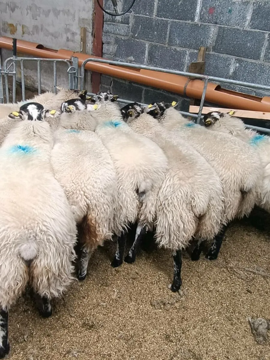 Ewe lambs - Image 1