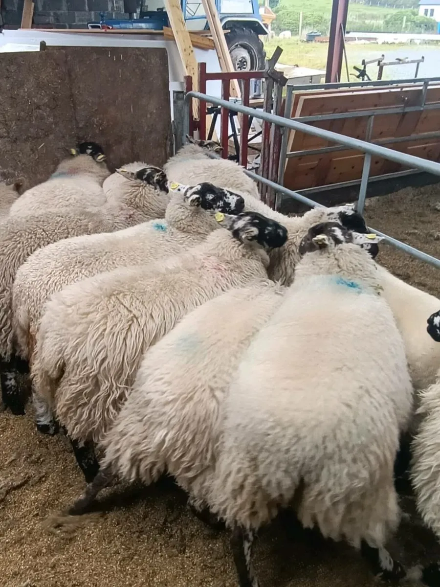 Ewe lambs - Image 2