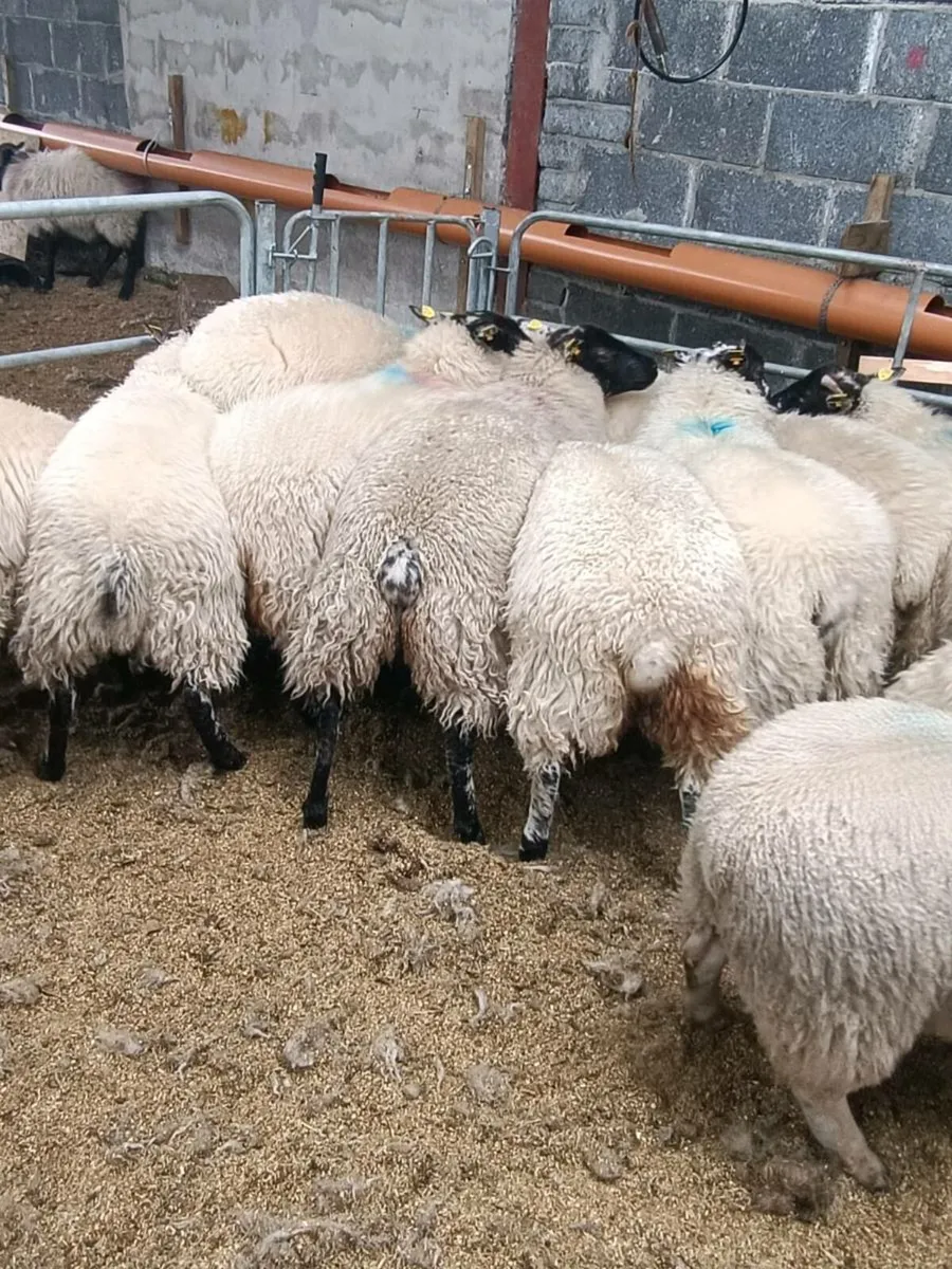 Ewe lambs - Image 3