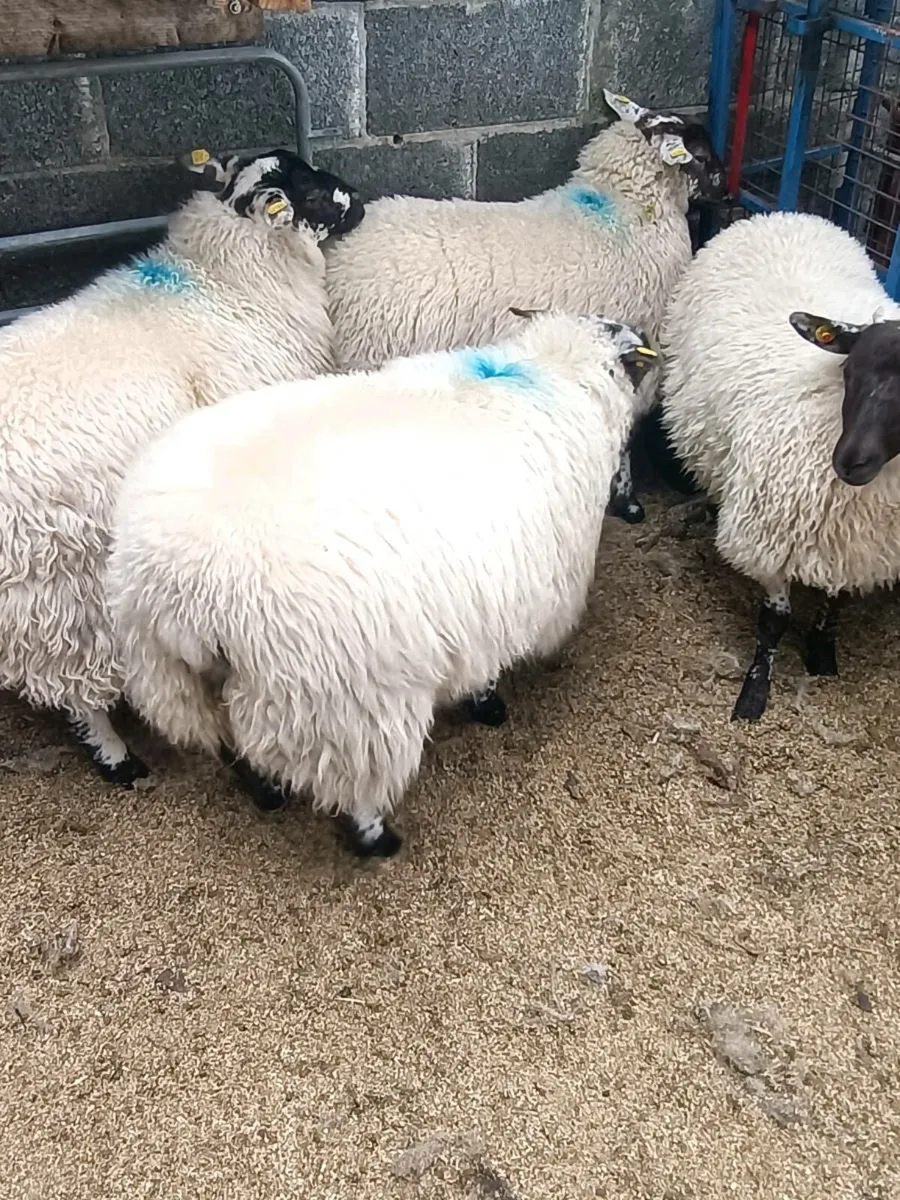 Ewe lambs - Image 4