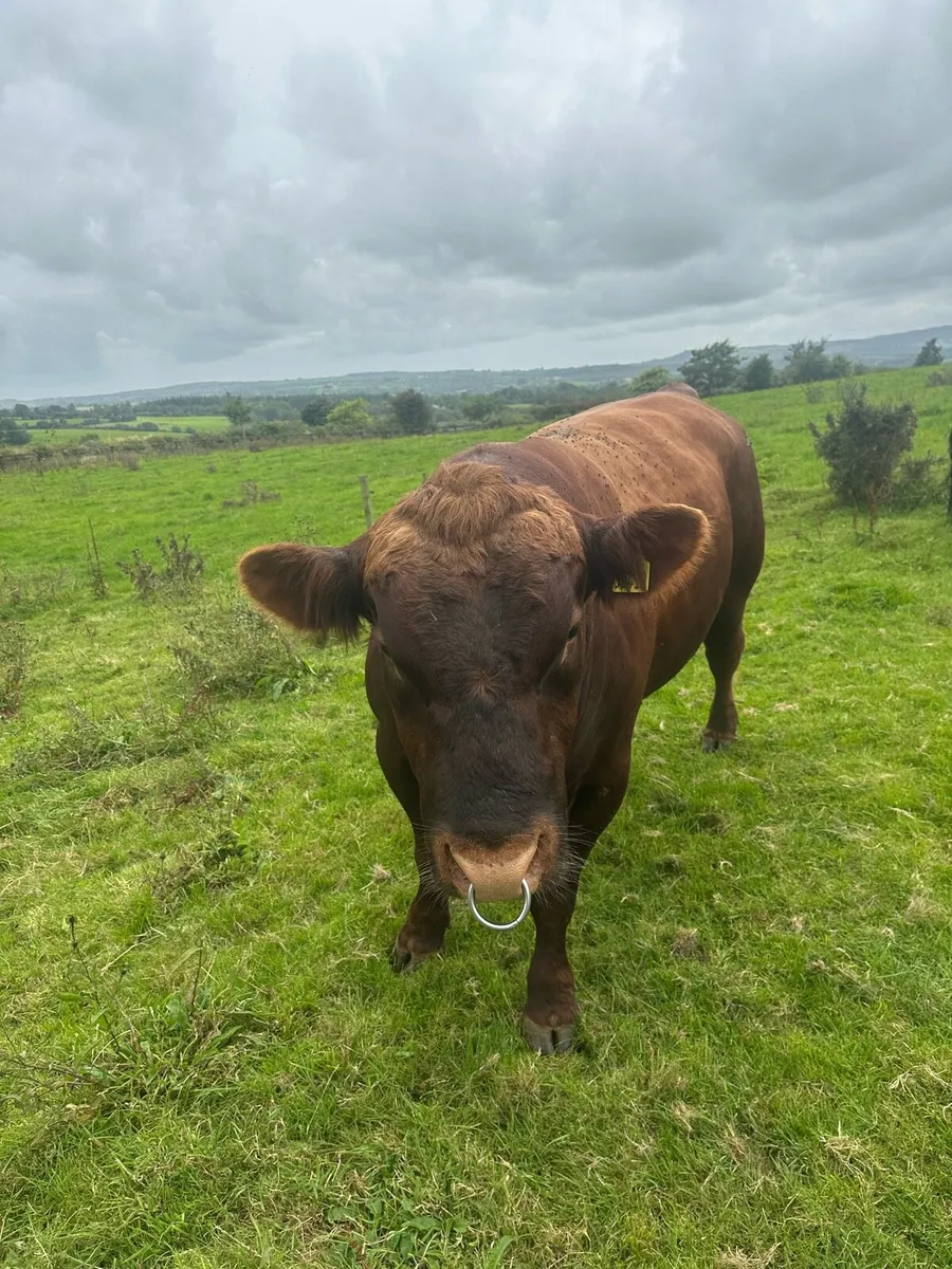 Red Angus bull - Image 2