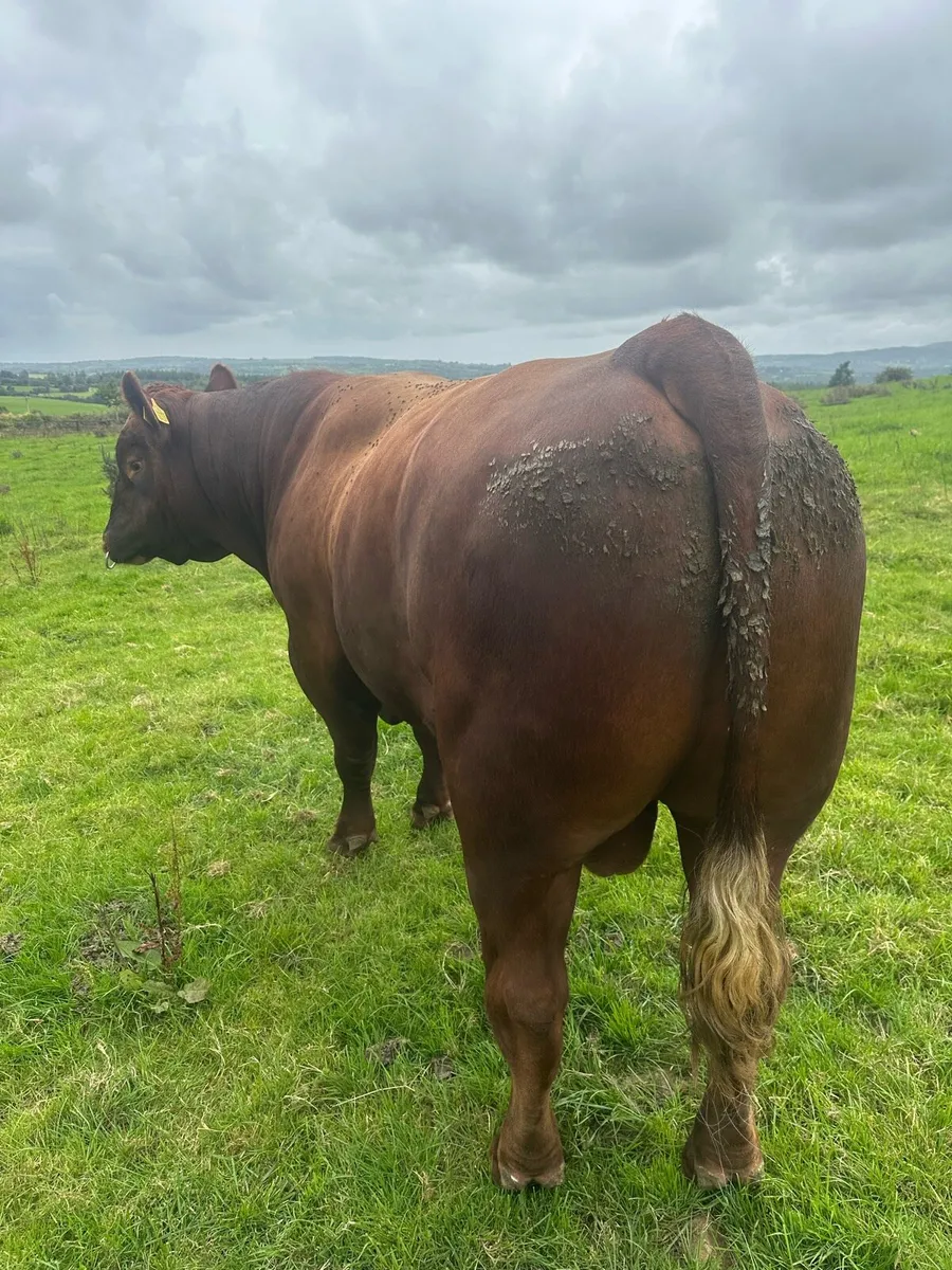 Red Angus bull - Image 3