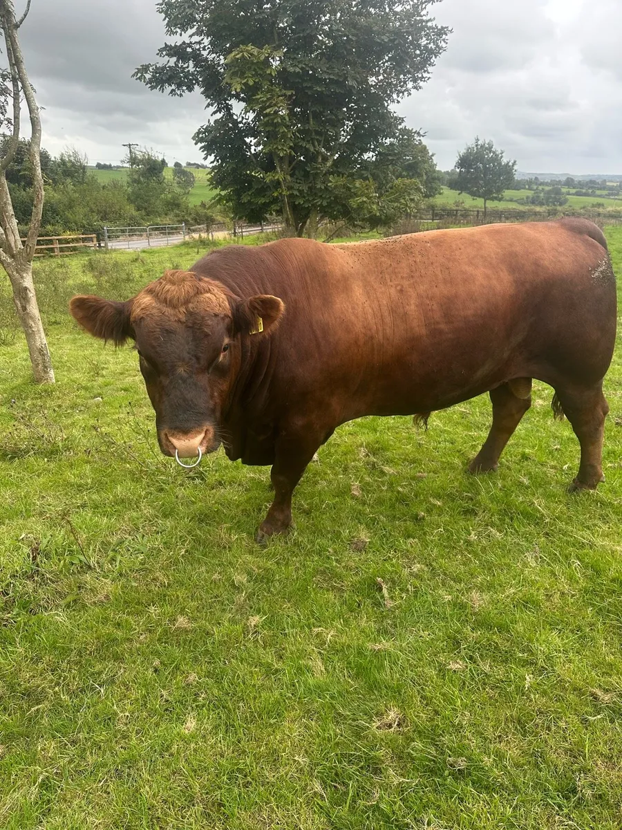 Red Angus bull - Image 4