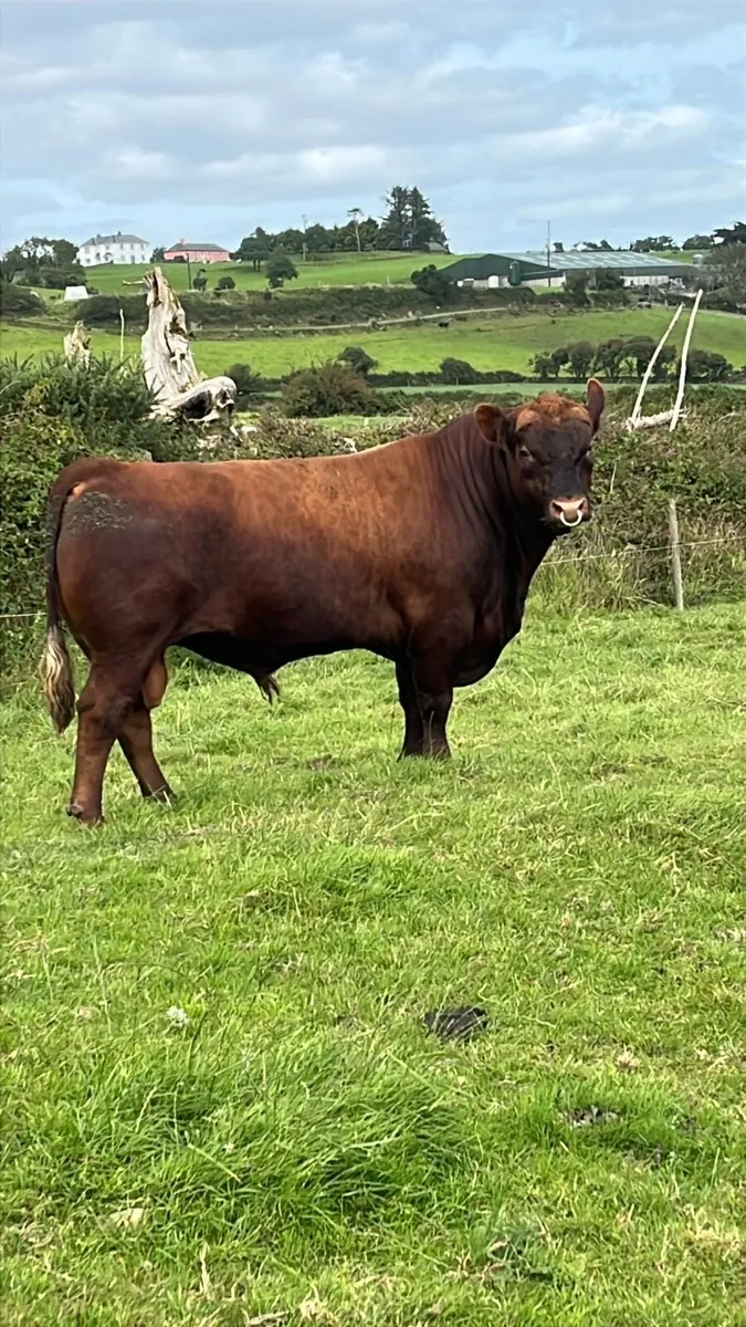 Red Angus bull - Image 1
