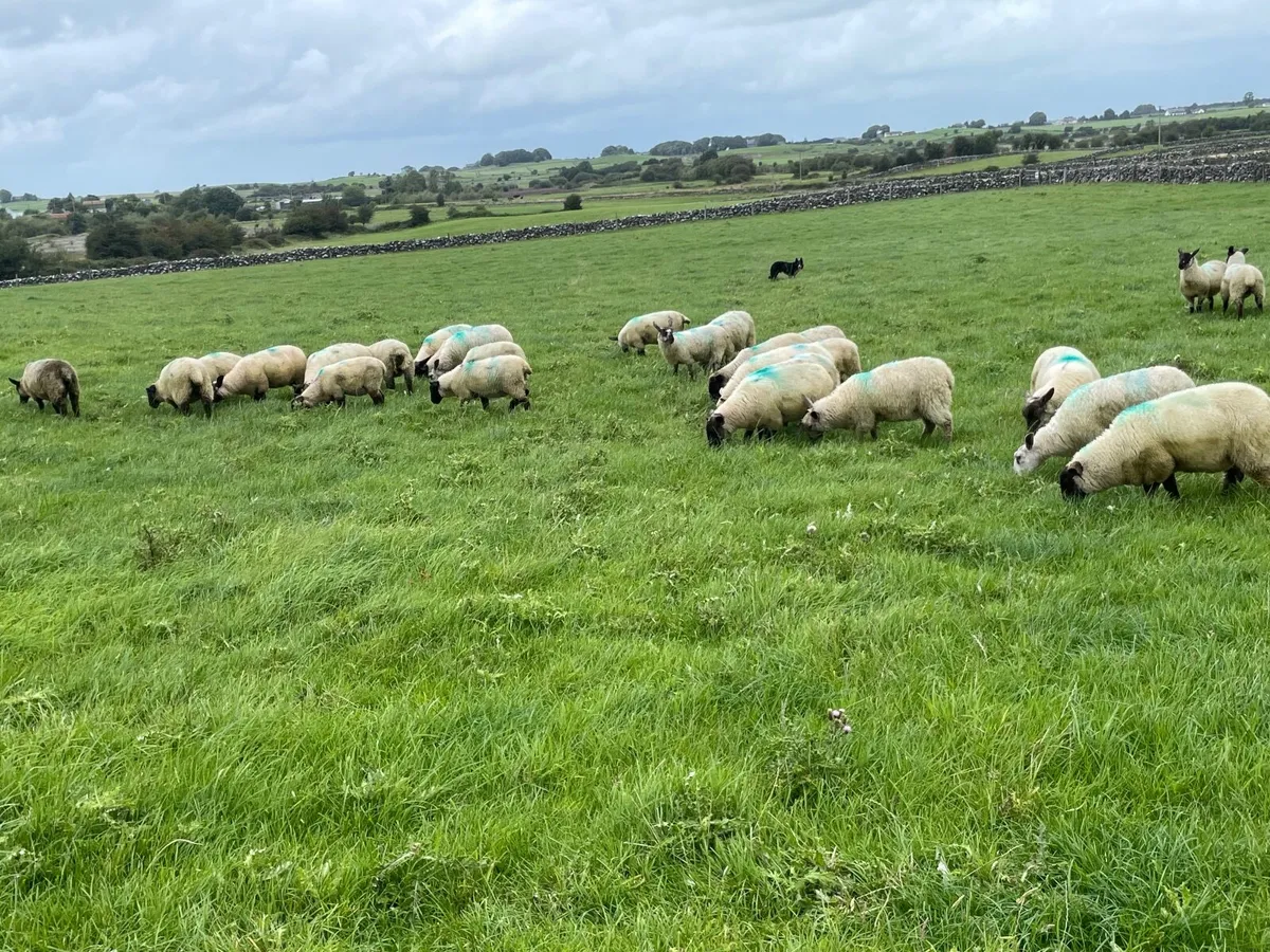 Ewe lambs - Image 2