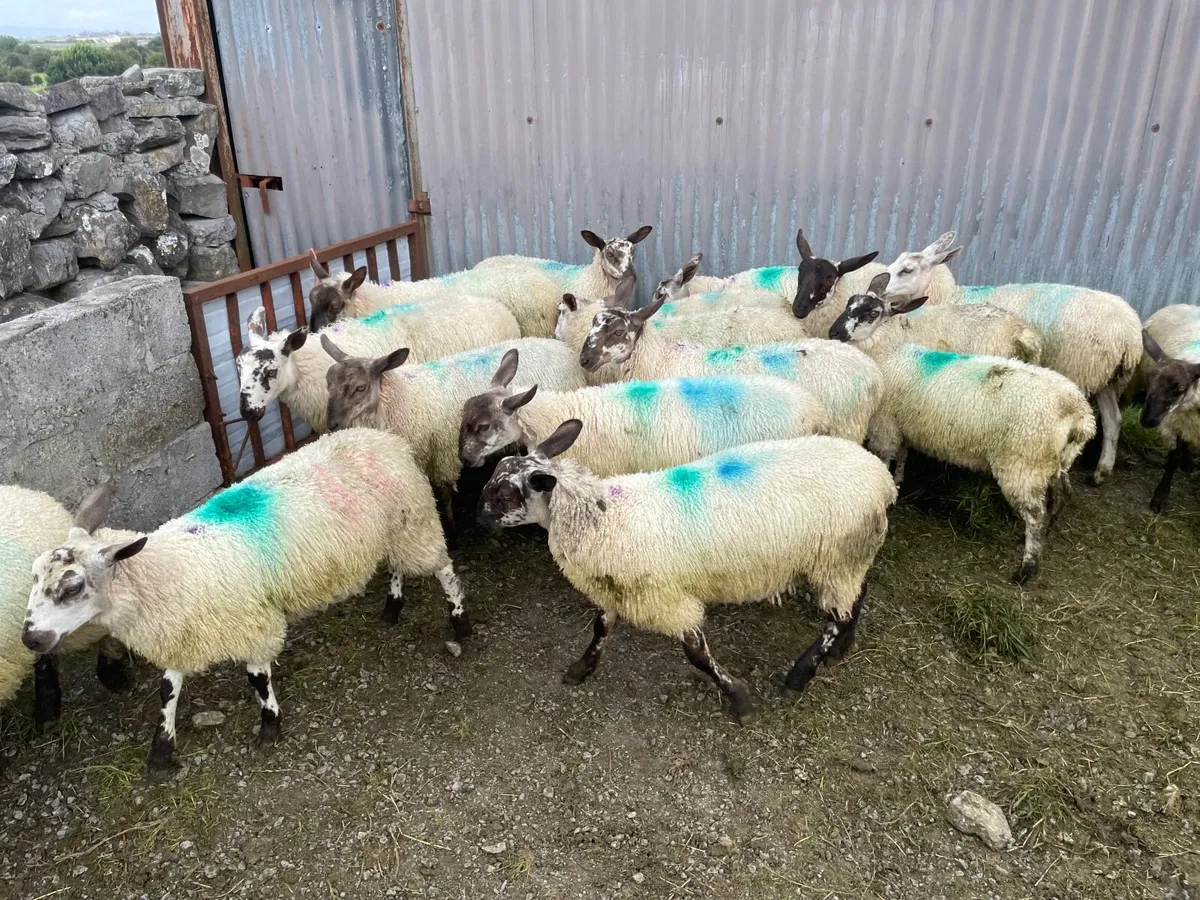 Ewe lambs - Image 3