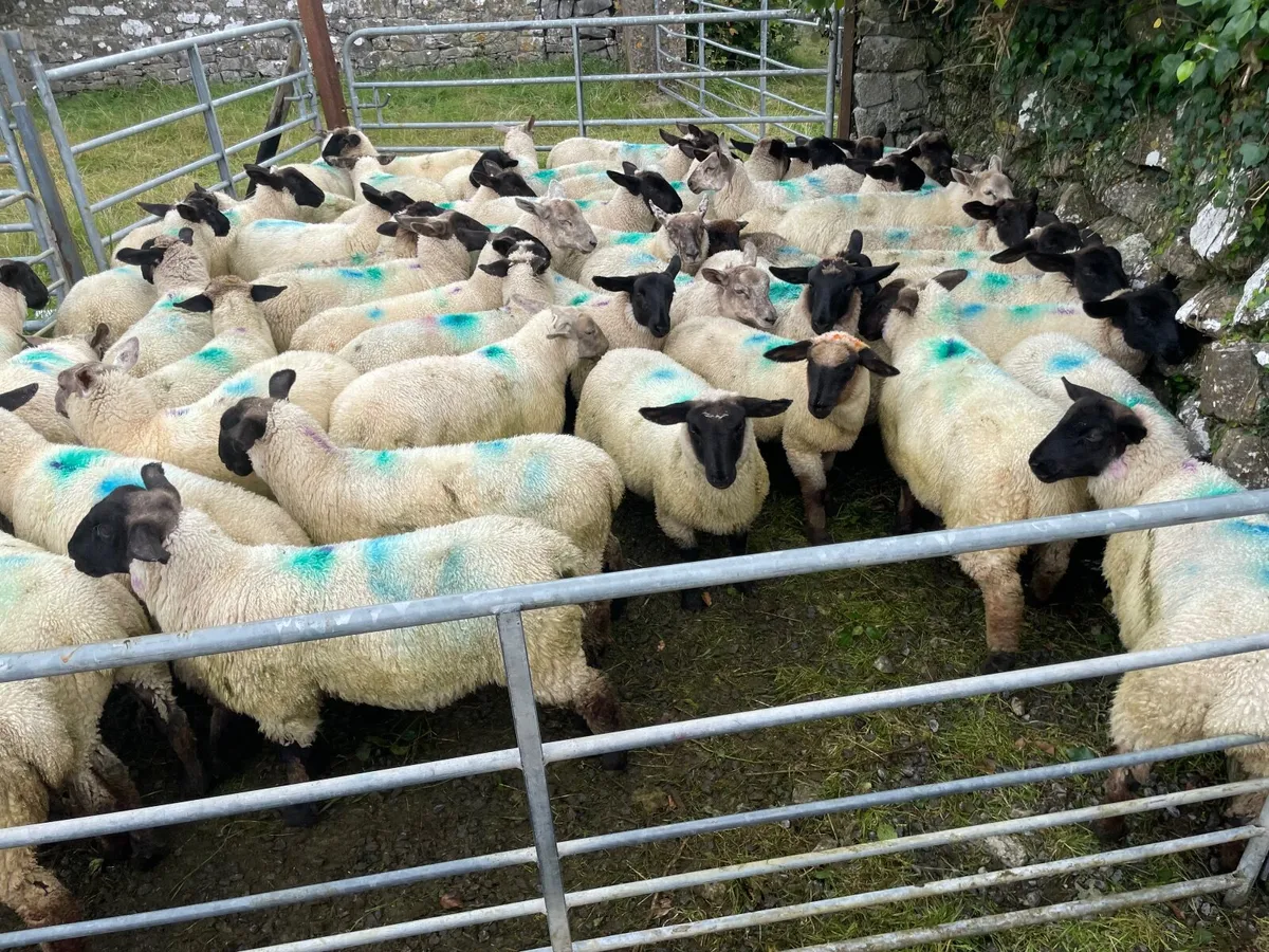 Ewe lambs - Image 1