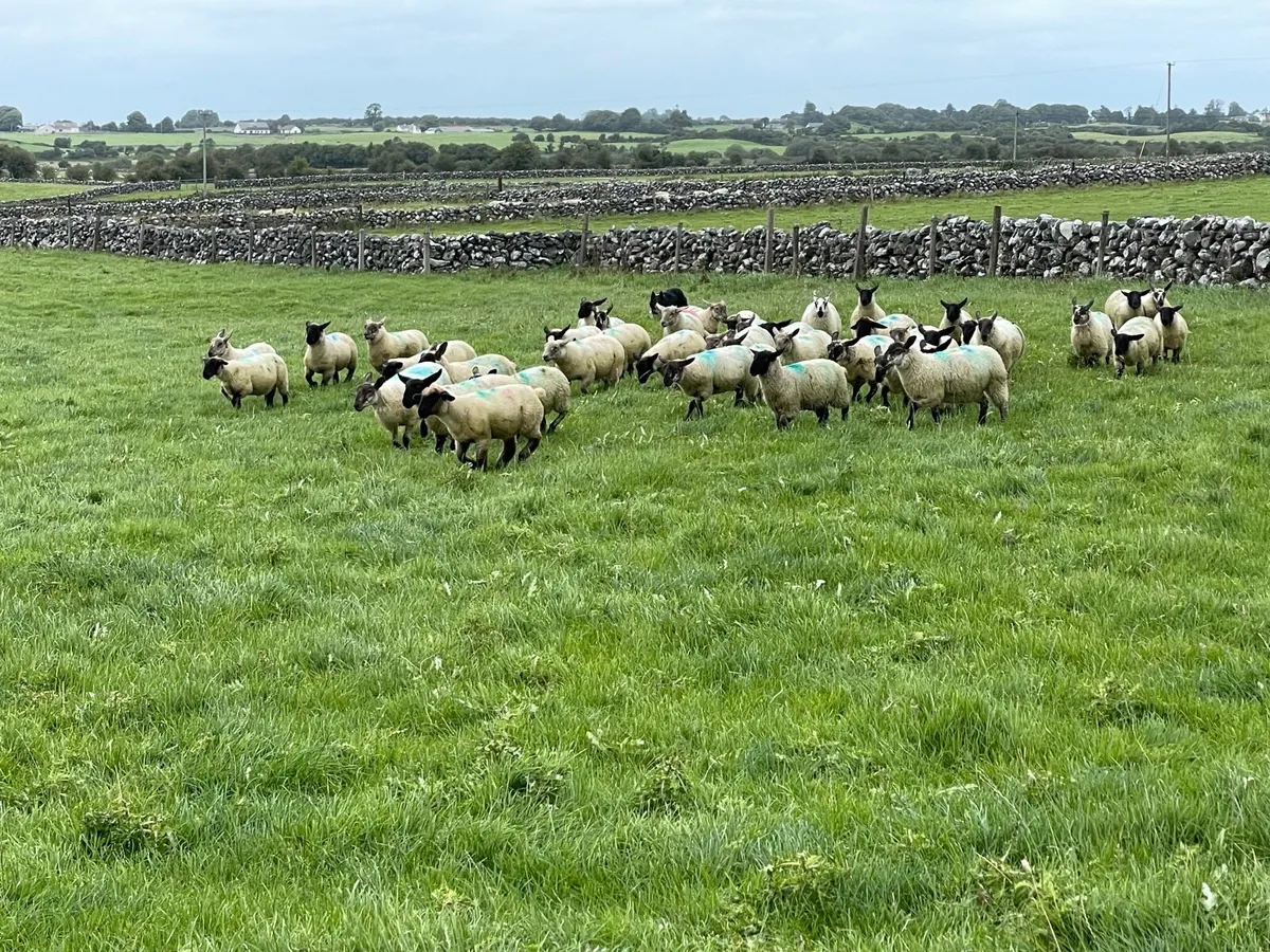 Ewe lambs - Image 4