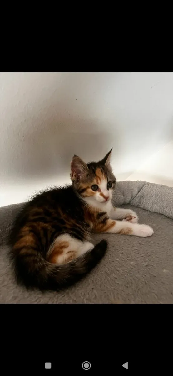 Female kittens for sale - Image 1