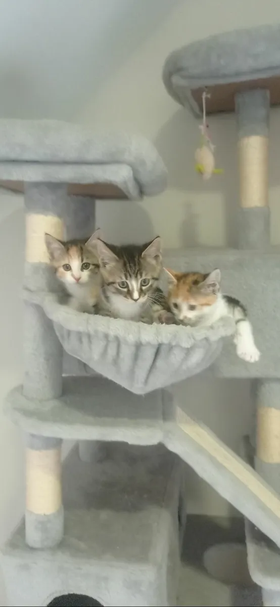 Female kittens for sale - Image 4