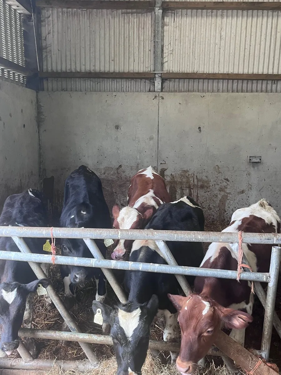 Bull calves - Image 1