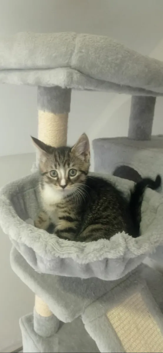 Female kittens for sale - Image 3