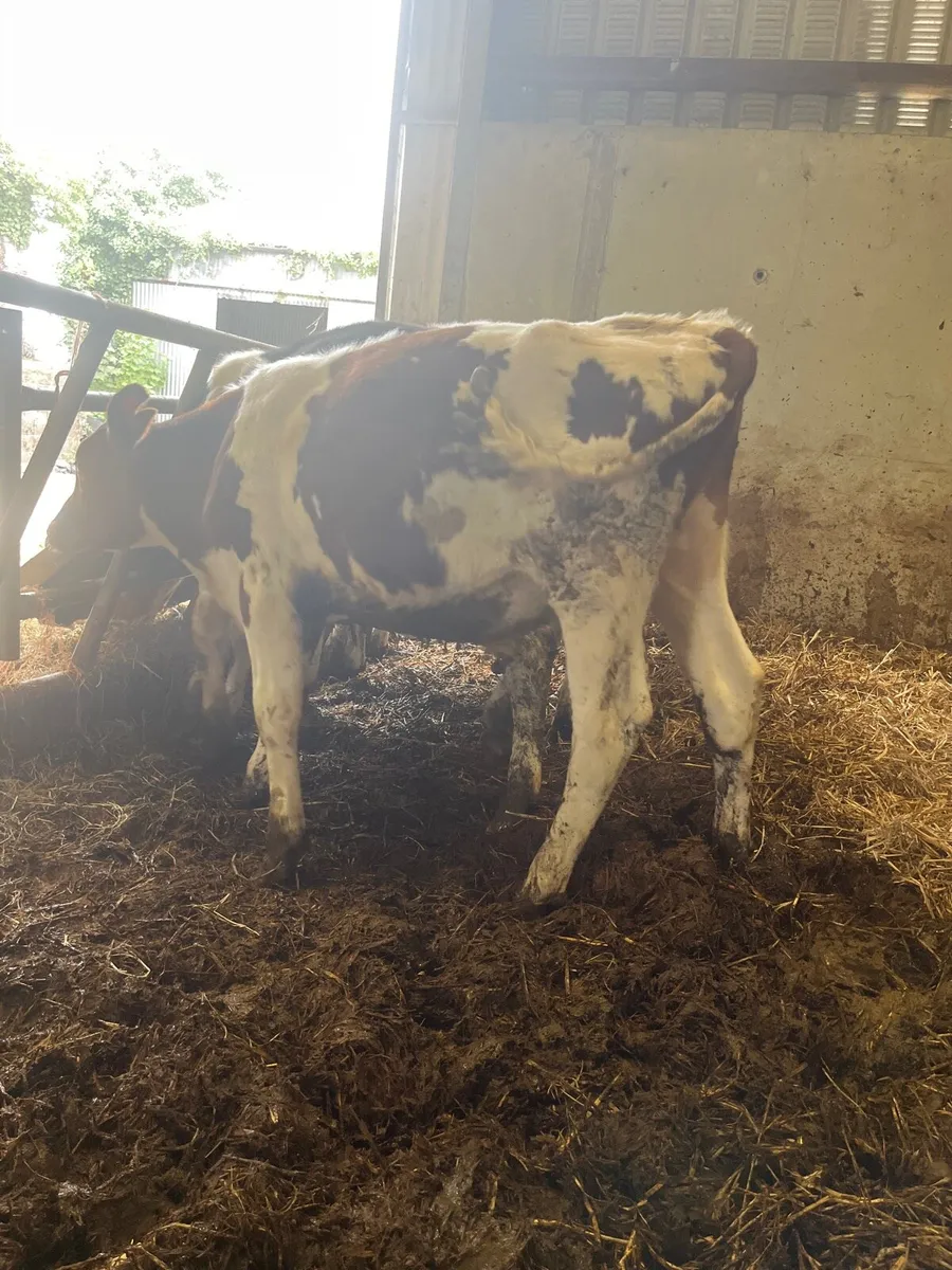Bull calves - Image 2