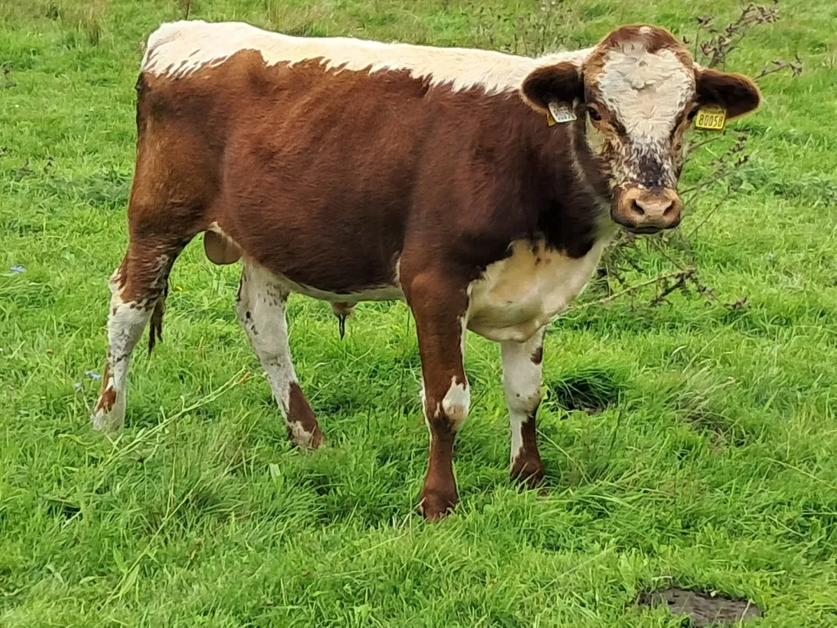 Bull - Image 1