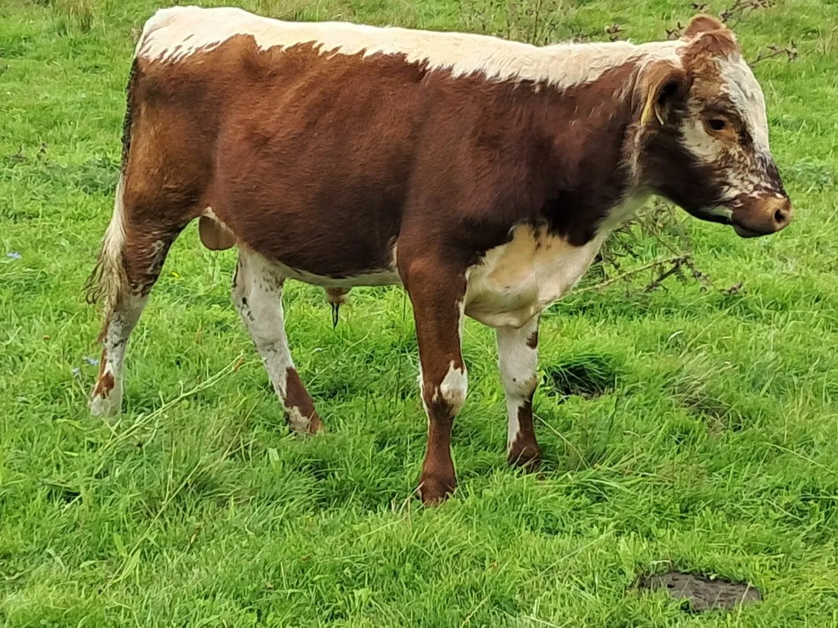 Bull - Image 3