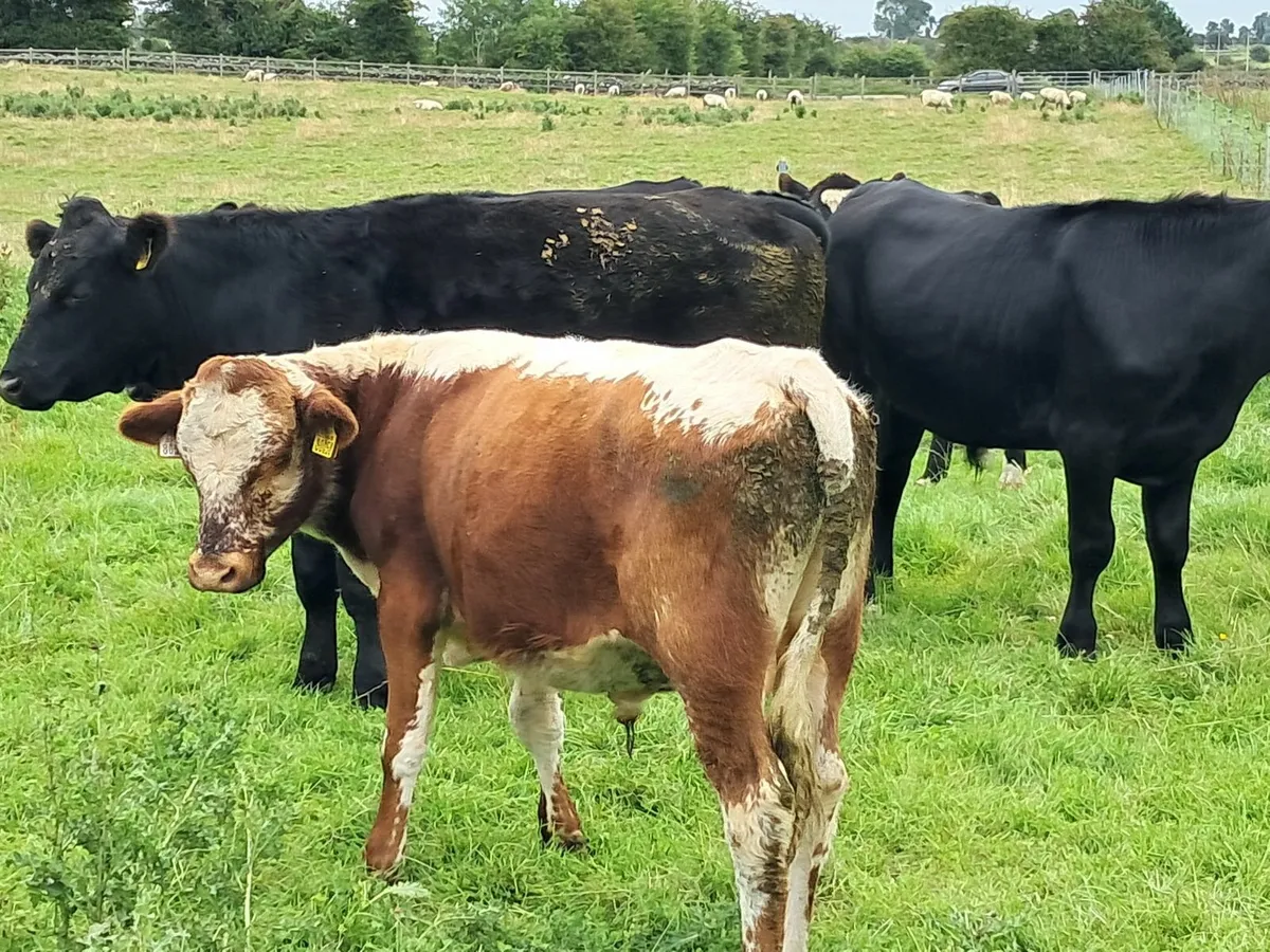 Bull - Image 4