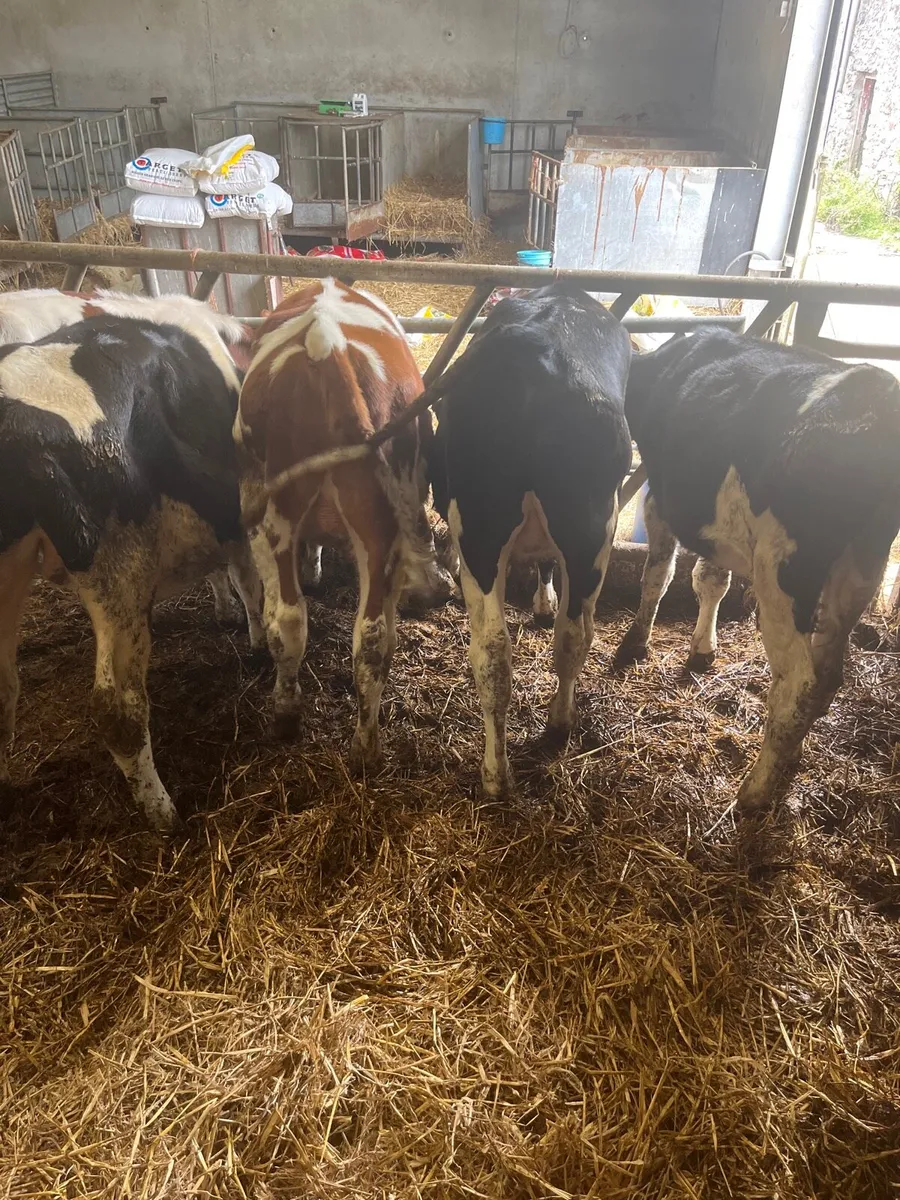 Bull calves - Image 3